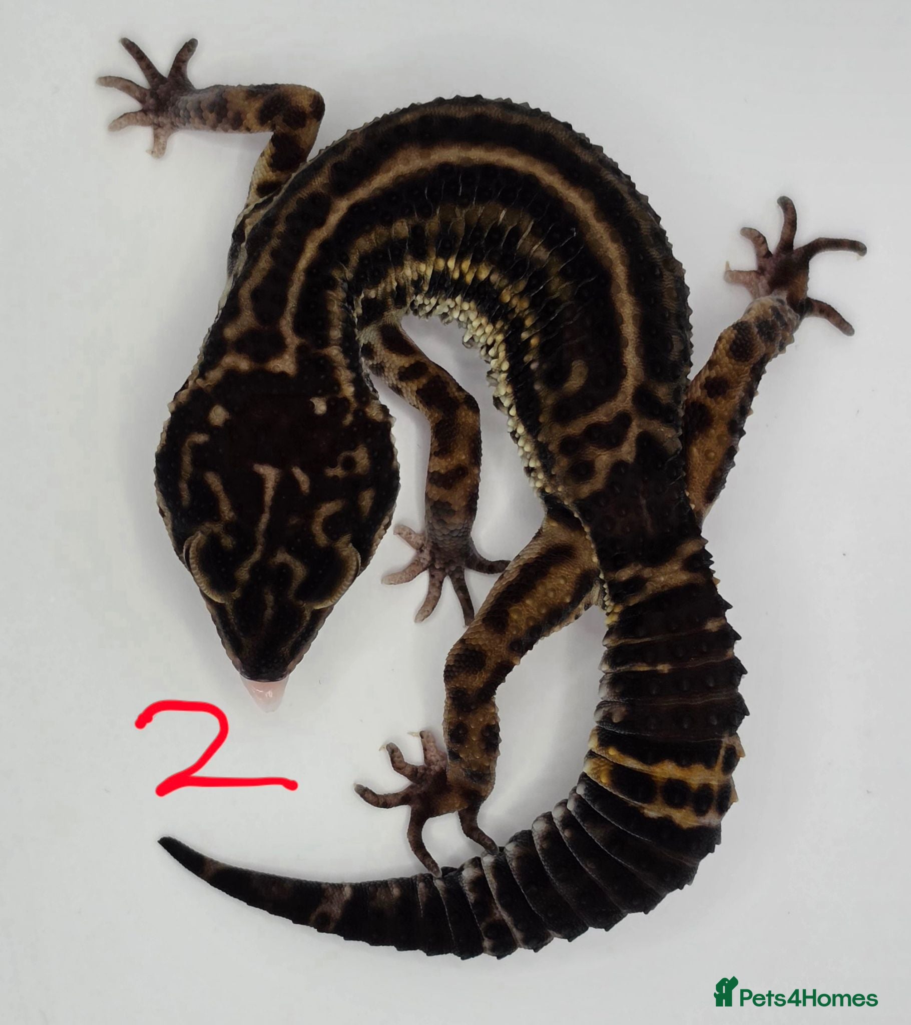 Leopard Gecko reptiles 2024 female black night leopard geckos - Advert 7