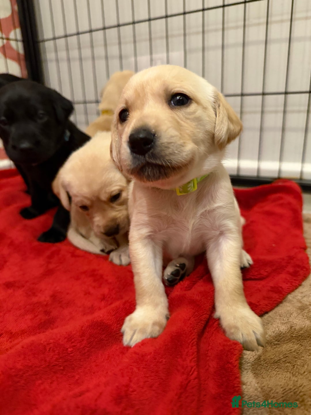 Labrador Retriever dogs for sale: Only 2 golden girls left! Ready for forever homes! - Advert 26