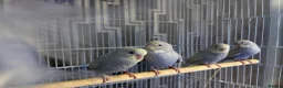 Budgerigars birds for sale: Dun fallow spilt bf budgies  - Advert 7