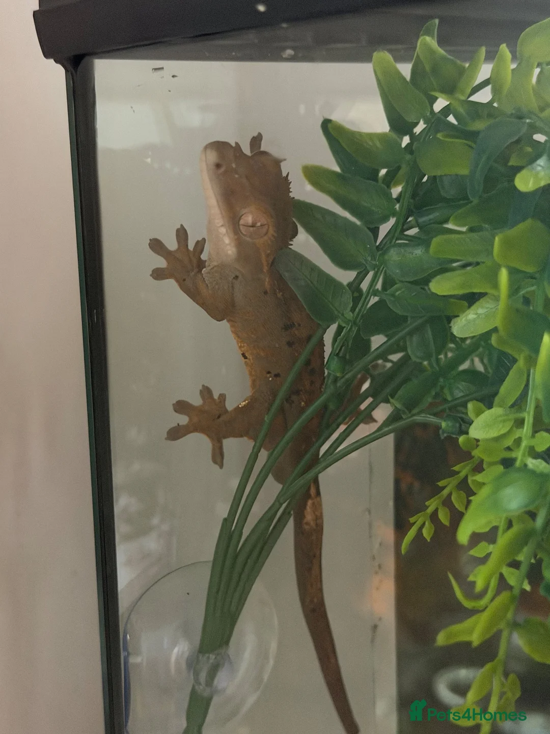 Gecko reptiles for sale: Crested gecko and full set up 45 x 45 x 60 in Tonypandy - Advert 5