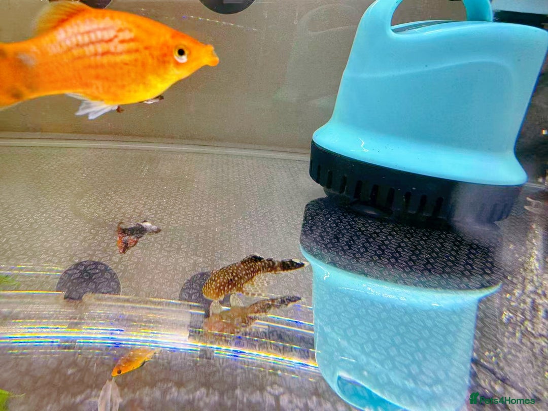 Plecos fish for sale: Bristlenose Pleco Golden&Snowflake – Various Sizes - Advert 23