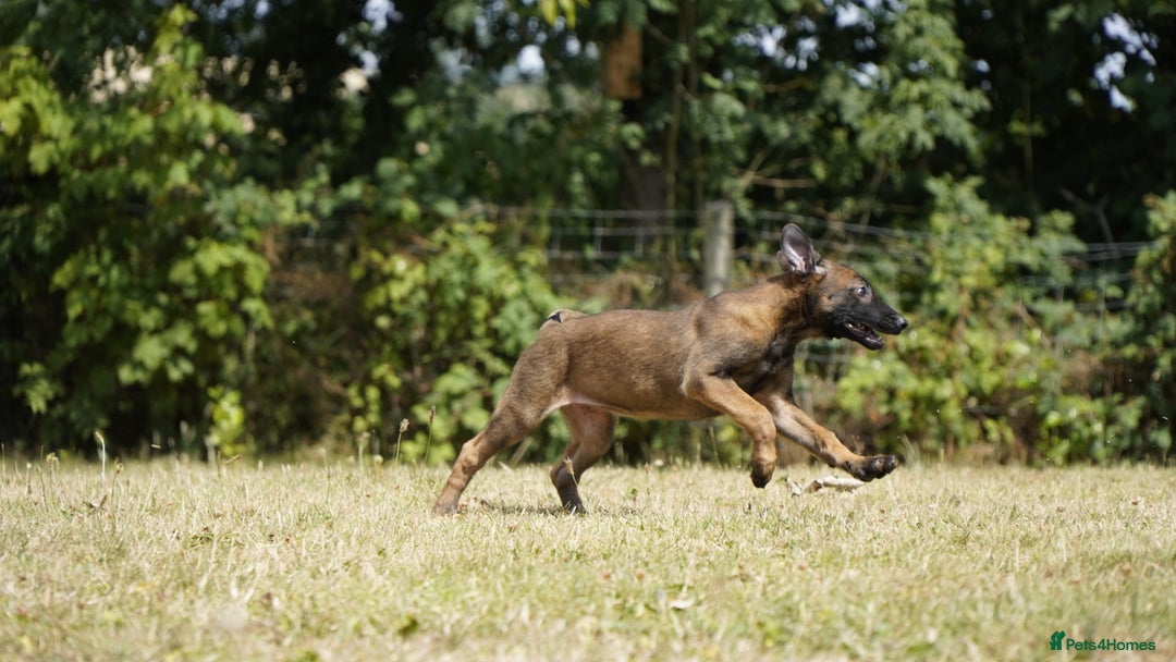 Belgian Shepherd Dog dogs for sale: KC registered Belgian Malinois – Stable,Balanced🐾 - Image 3