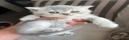 British Shorthair cats for sale: Imperial Grand Champion Parent & Grandparents. - Advert 10