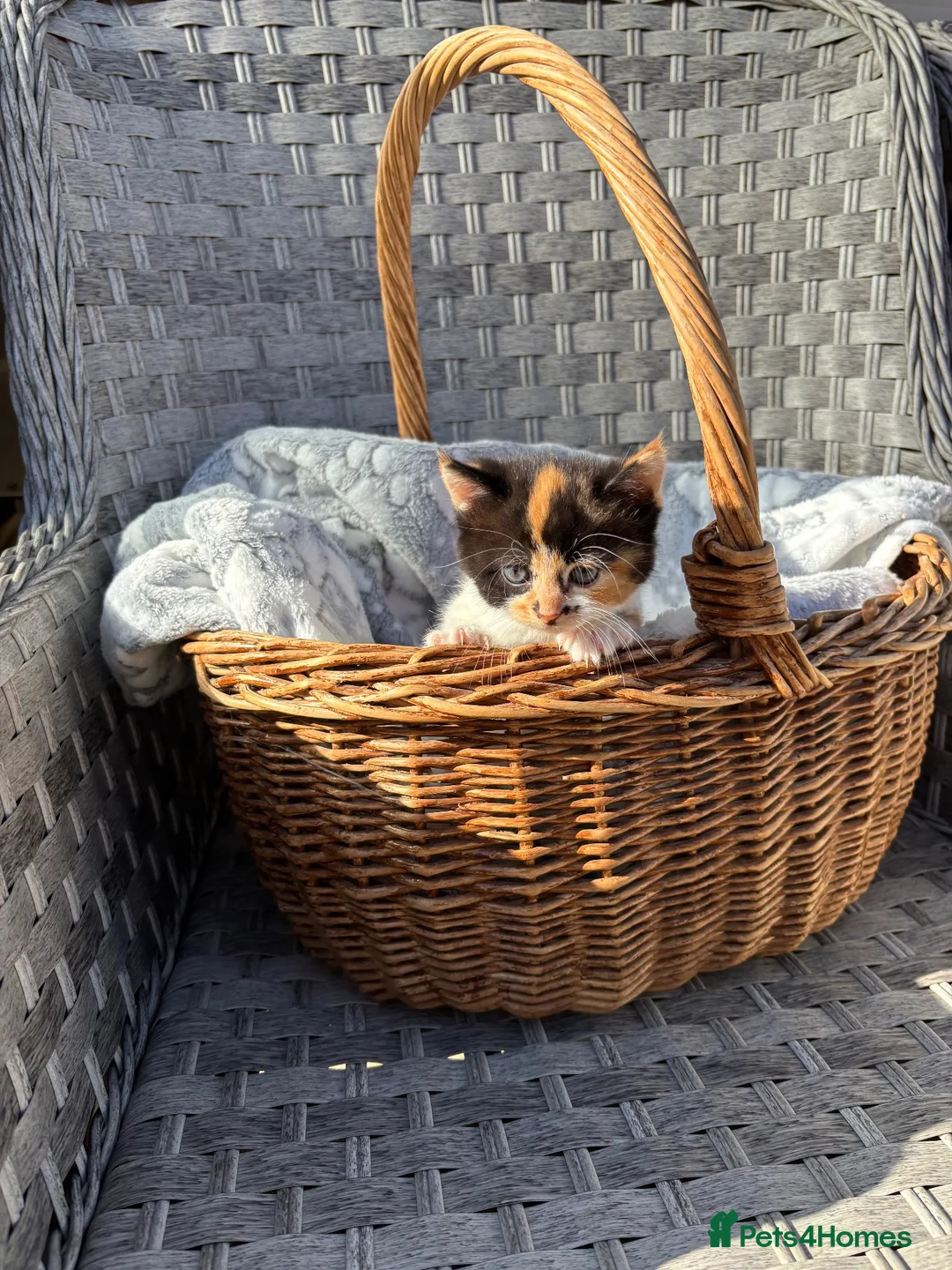 Mixed Breed cats for sale: Beautiful well handled kittens  - Advert 6