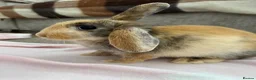 Mixed Breed rabbits for sale: Rabbit  in Liverpool - Advert 2