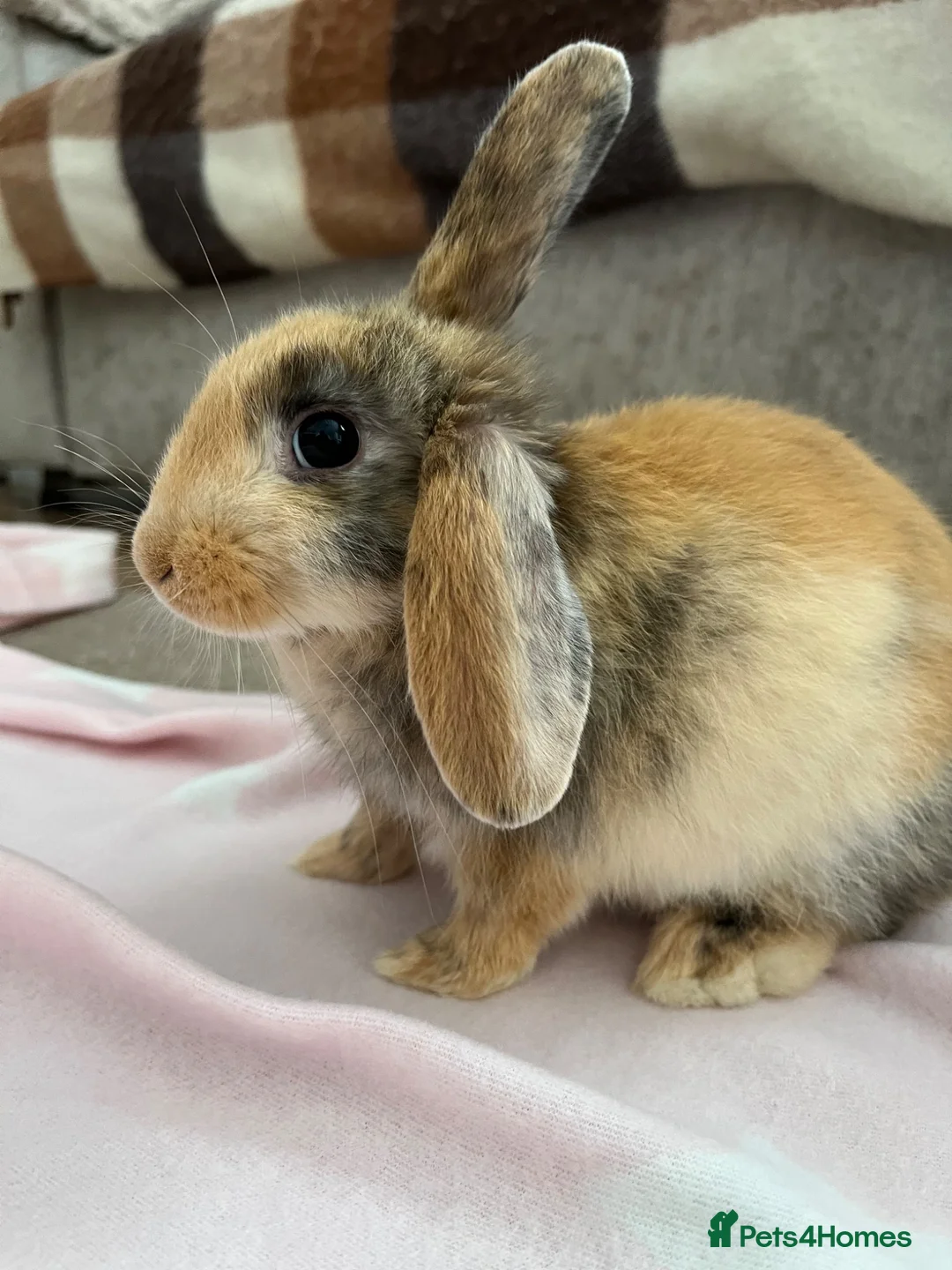 Mixed Breed rabbits for sale: Rabbit  in Liverpool - Advert 2