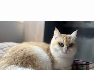 Brazilian Shorthair cats Girl Chocolate gold,TICA reg - Advert 18