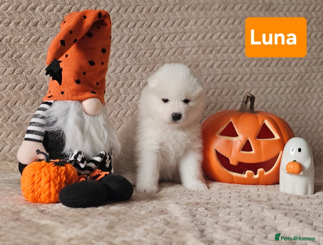 Samoyed dogs for sale: Beautiful Samoyed Puppies! ✨* - Image 14