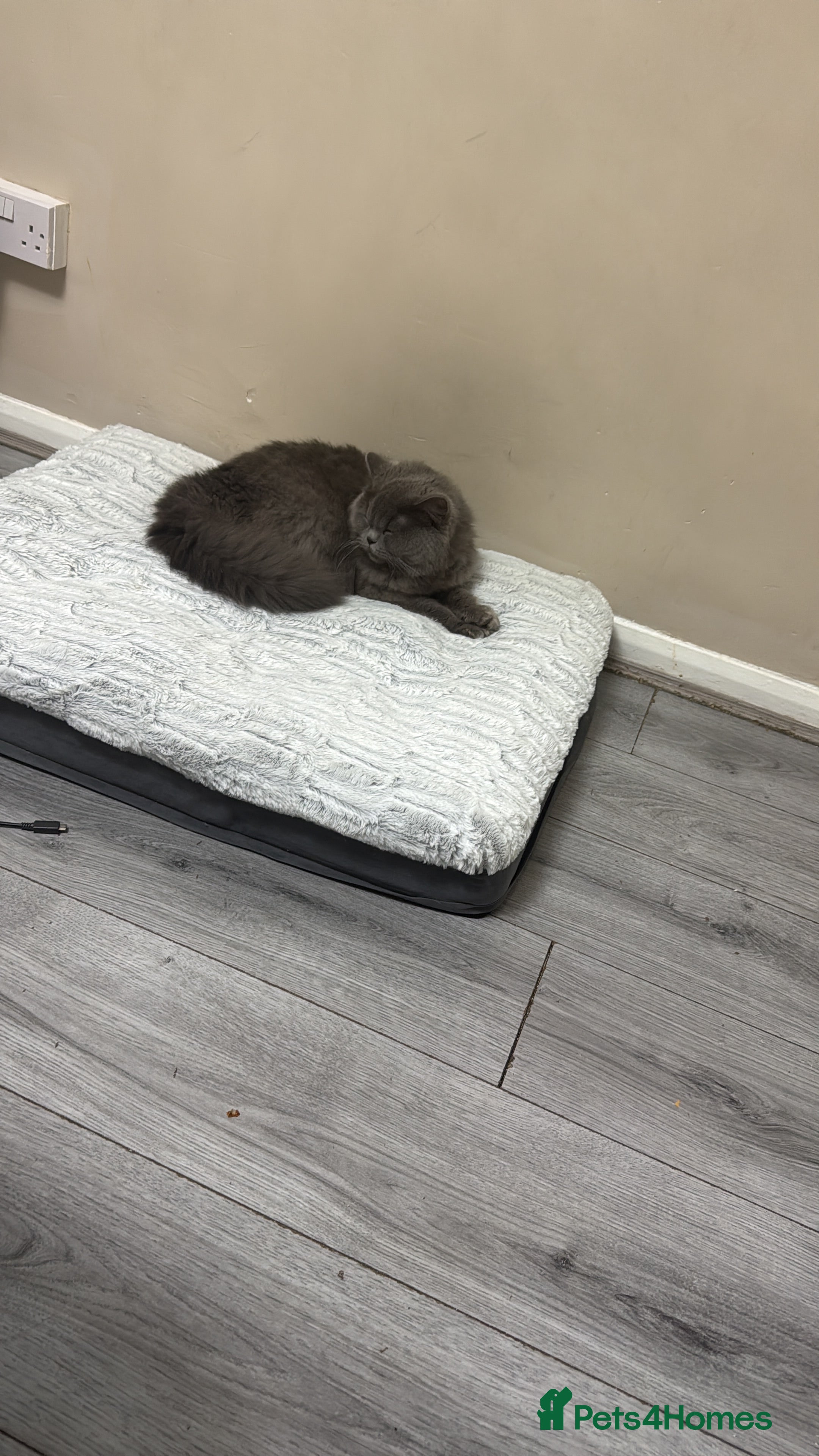 British Longhair cats Bluepoint British longhair grey British shorthair  - Advert 2