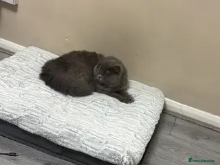 British Longhair cats Bluepoint British longhair grey British shorthair - Advert 2