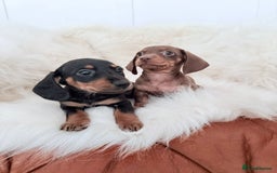 Miniature Dachshund dogs for sale: Stunning Litter of Miniature Dachshund Pups  - Image 5