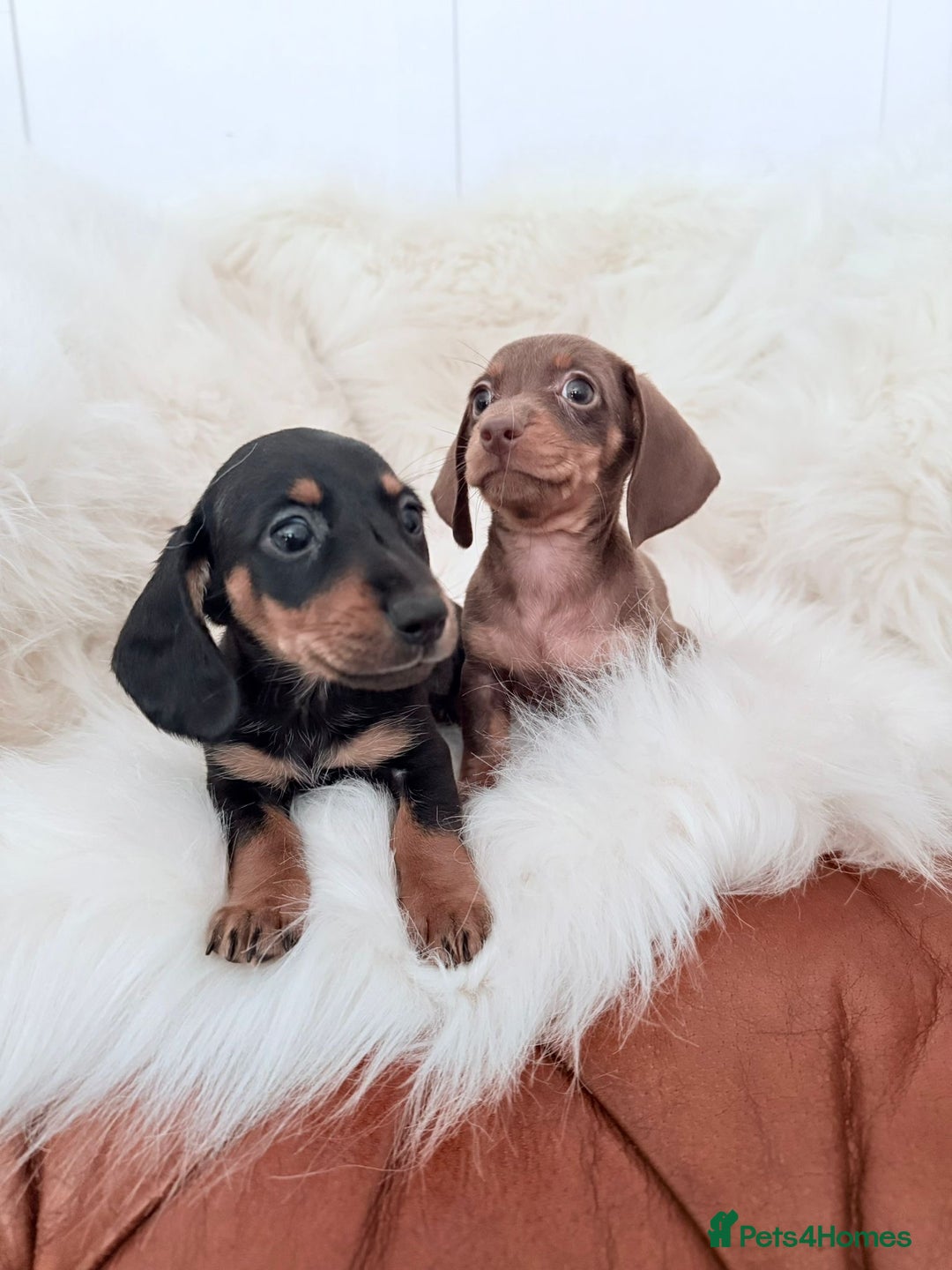 Miniature Dachshund dogs for sale: Stunning Litter of Miniature Dachshund Pups  - Image 5