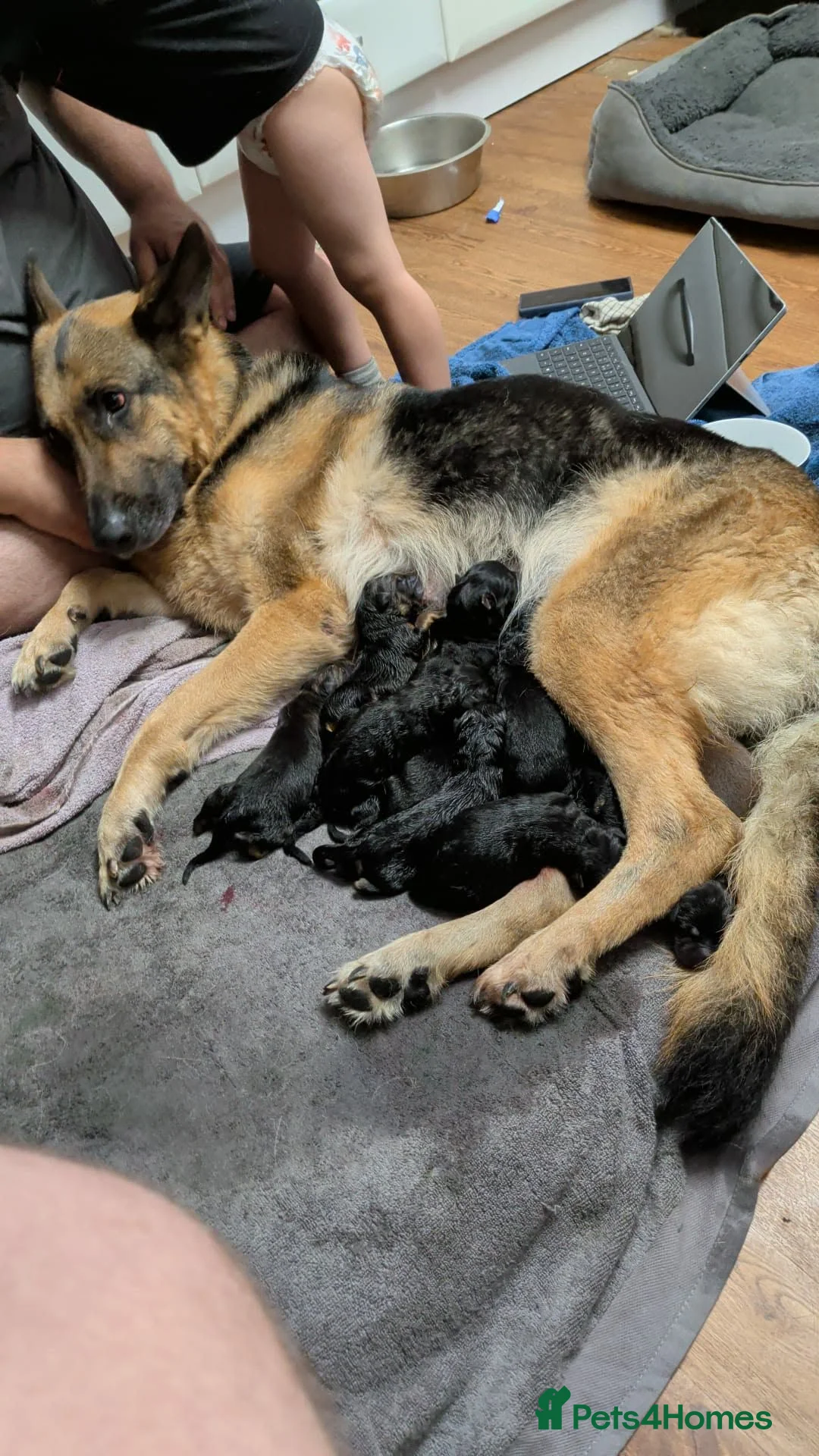 German Shepherd dogs for sale: German Shephard female - Advert 5