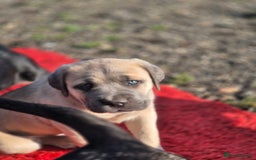 Cane Corso dogs for sale: Class Corsos  - Advert 37