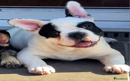 French Bulldog dogs for sale: Frenchy's stunning and ready to go - Image 6
