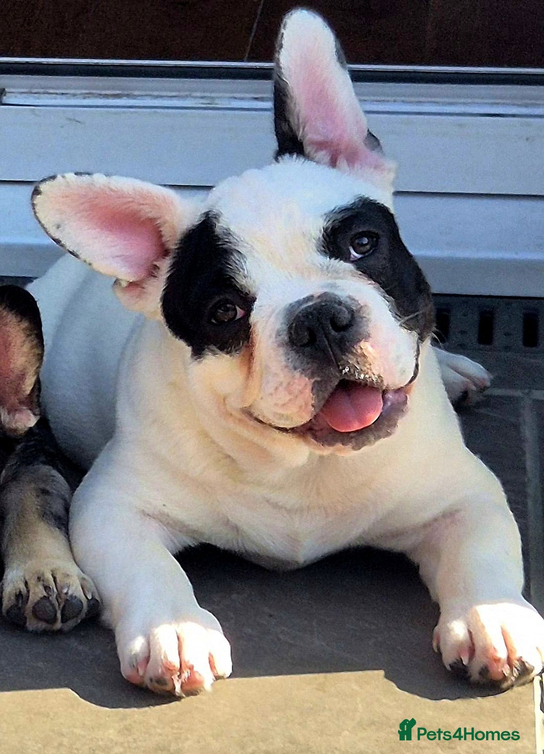 French Bulldog dogs for sale: Frenchy's stunning and ready to go - Image 6