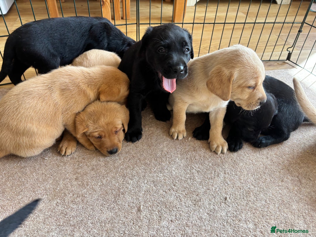Labrador Retriever dogs for sale: Beautiful KC Registered Lab Pups  - Image 19