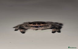 Spiders invertebrates for sale: Precious little female jumping spider - Advert 1