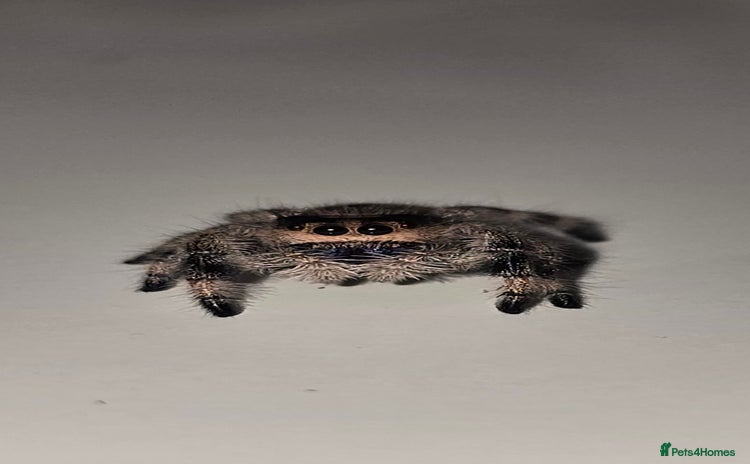 Spiders invertebrates Precious little female jumping spider - Advert 1