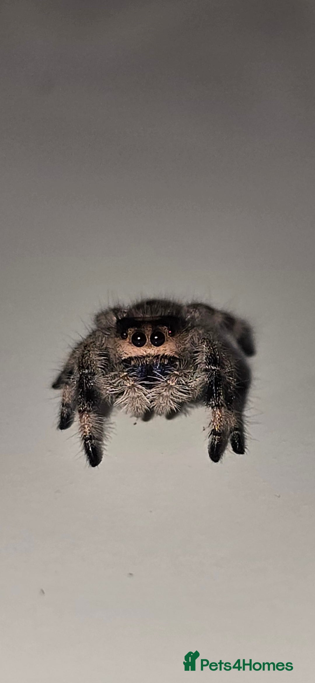 Spiders invertebrates for sale: Precious little female jumping spider - Advert 1