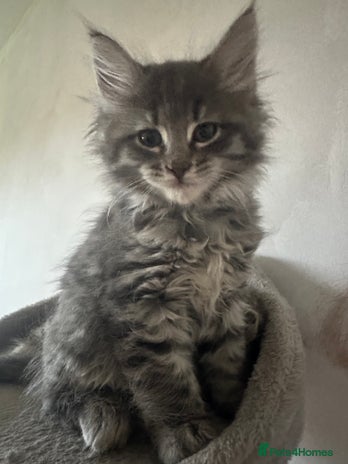 Mixed Breed cats - Advert 4