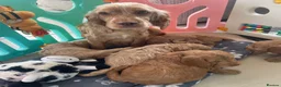 Cockapoo dogs for sale: SHOW TYPE MINIATURE F1 COCKAPOO PUPPIES - Advert 4
