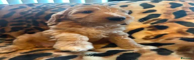 Rosie