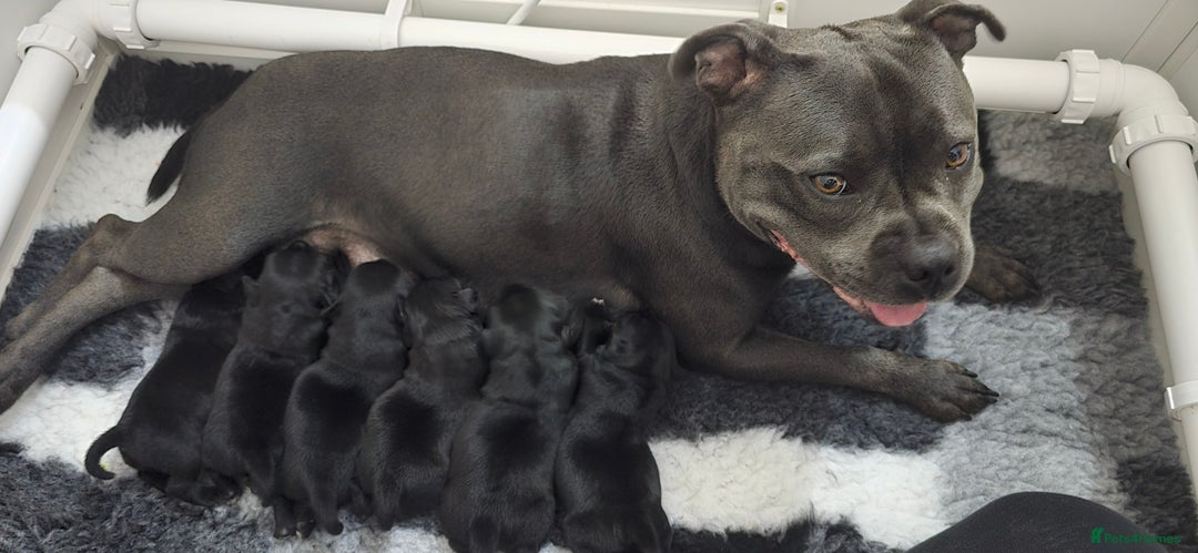 Staffordshire Bull Terrier dogs for sale: Champion bloodlines kc stafford  pups  - Advert 18