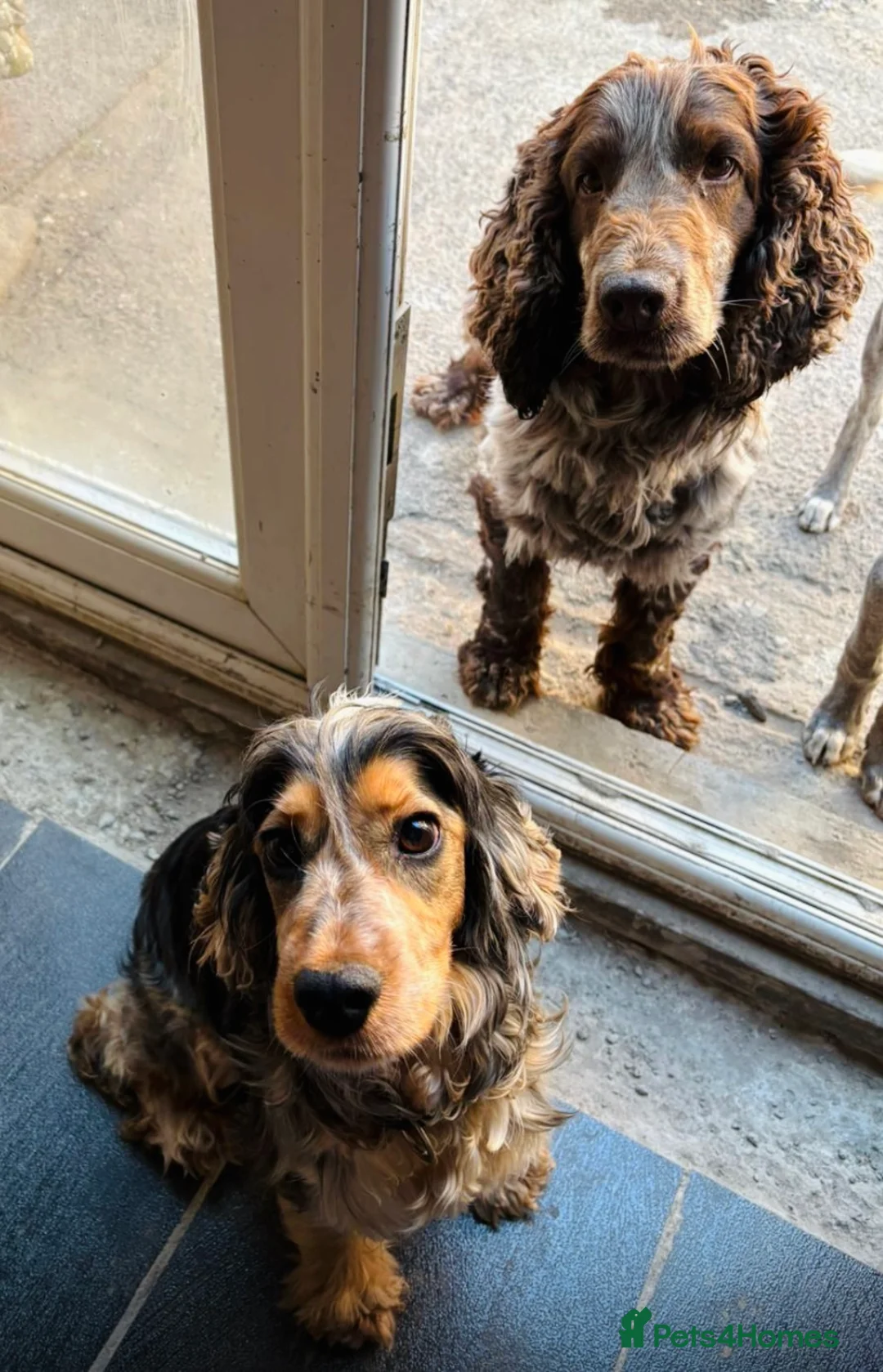 Cocker Spaniel dogs for sale: Cocker spaniel KC registered boy and girl - Advert 3