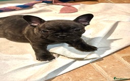 French Bulldog dogs for sale: Home-Reared French Bulldog Puppies – KC Registered - Image 14