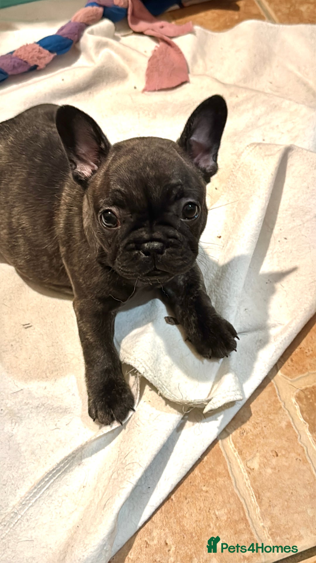 French Bulldog dogs for sale: Home-Reared French Bulldog Puppies – KC Registered - Image 14