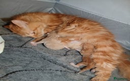 Ocicat cats for sale: Beautiful ginger boy - Image 4