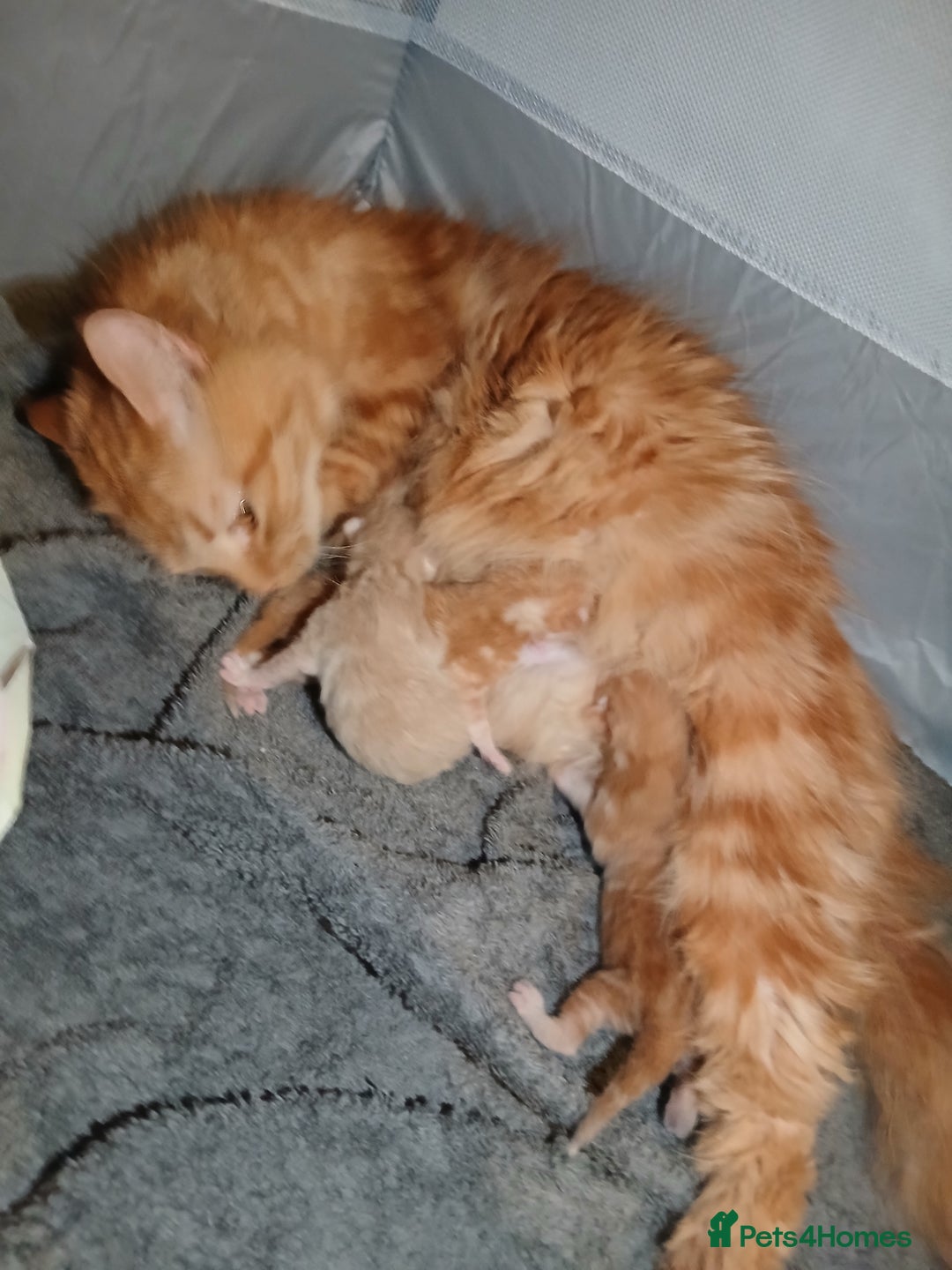 Ocicat cats for sale: Beautiful ginger boy - Image 4