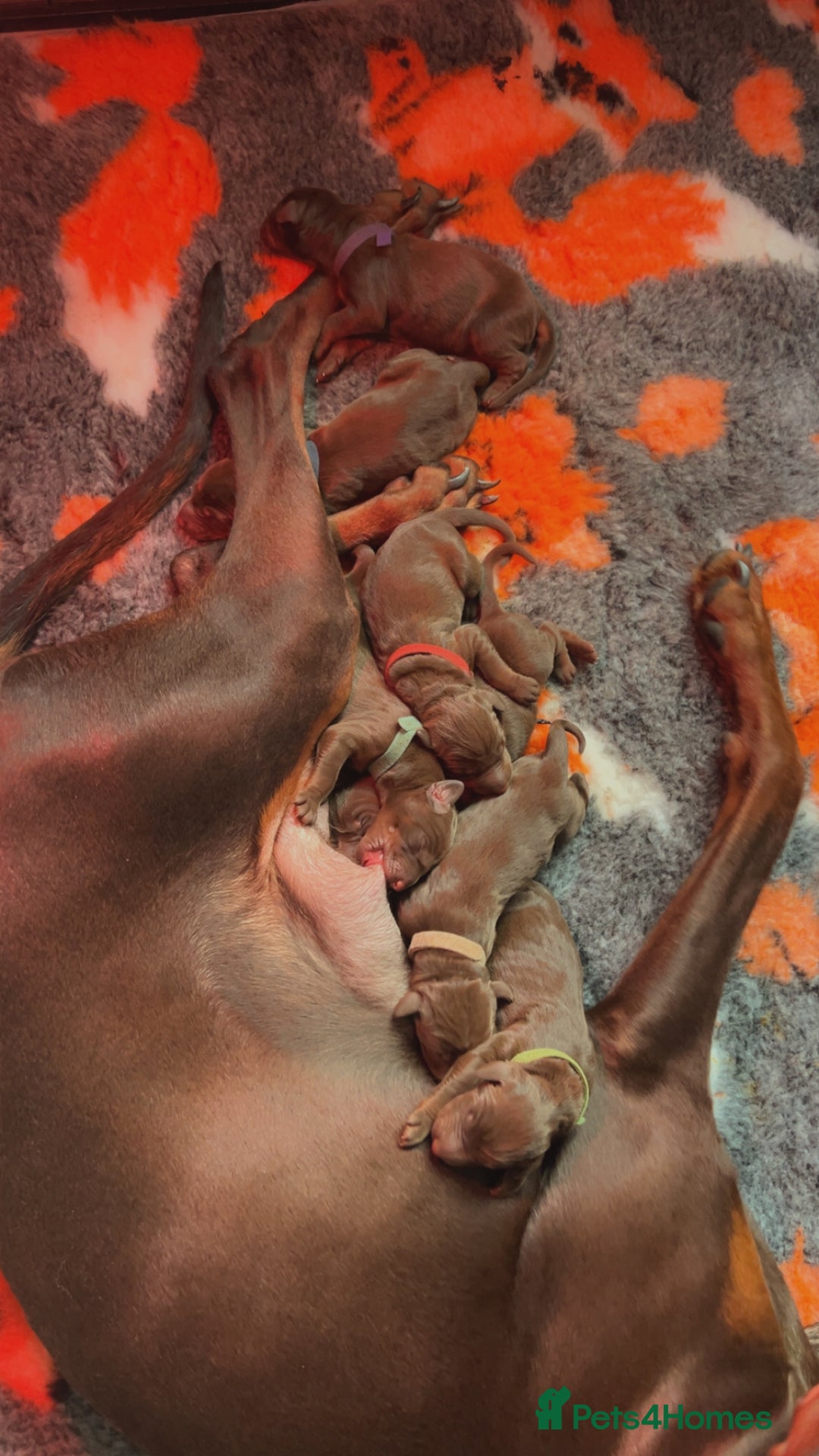 Dobermann dogs for sale: Beautiful litter of Doberman puppies  - Image 21