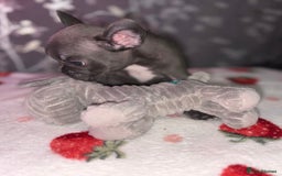 French Bulldog dogs for sale: French bulldog puppy’s - Image 30