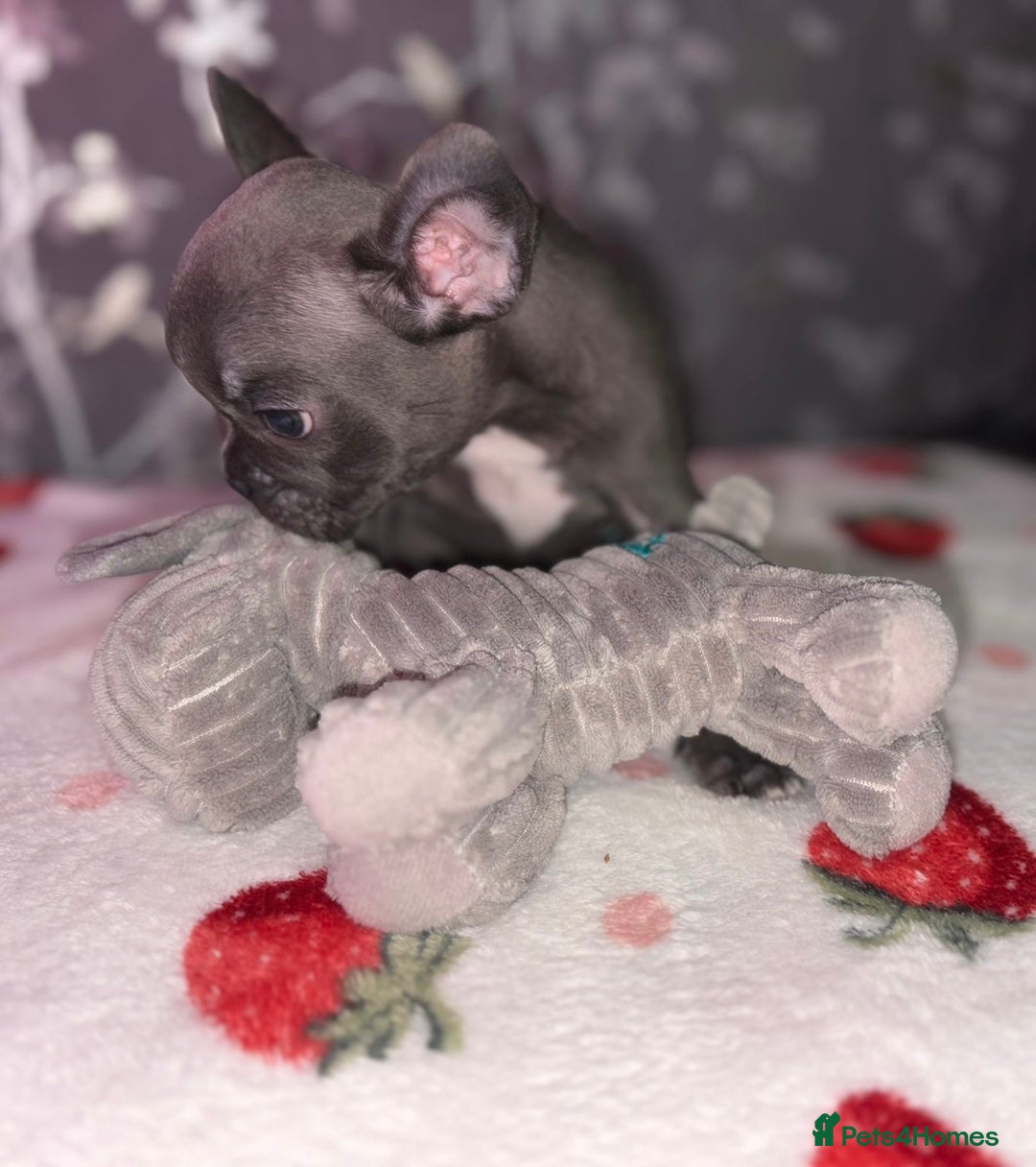 French Bulldog dogs for sale: French bulldog puppy’s - Image 30
