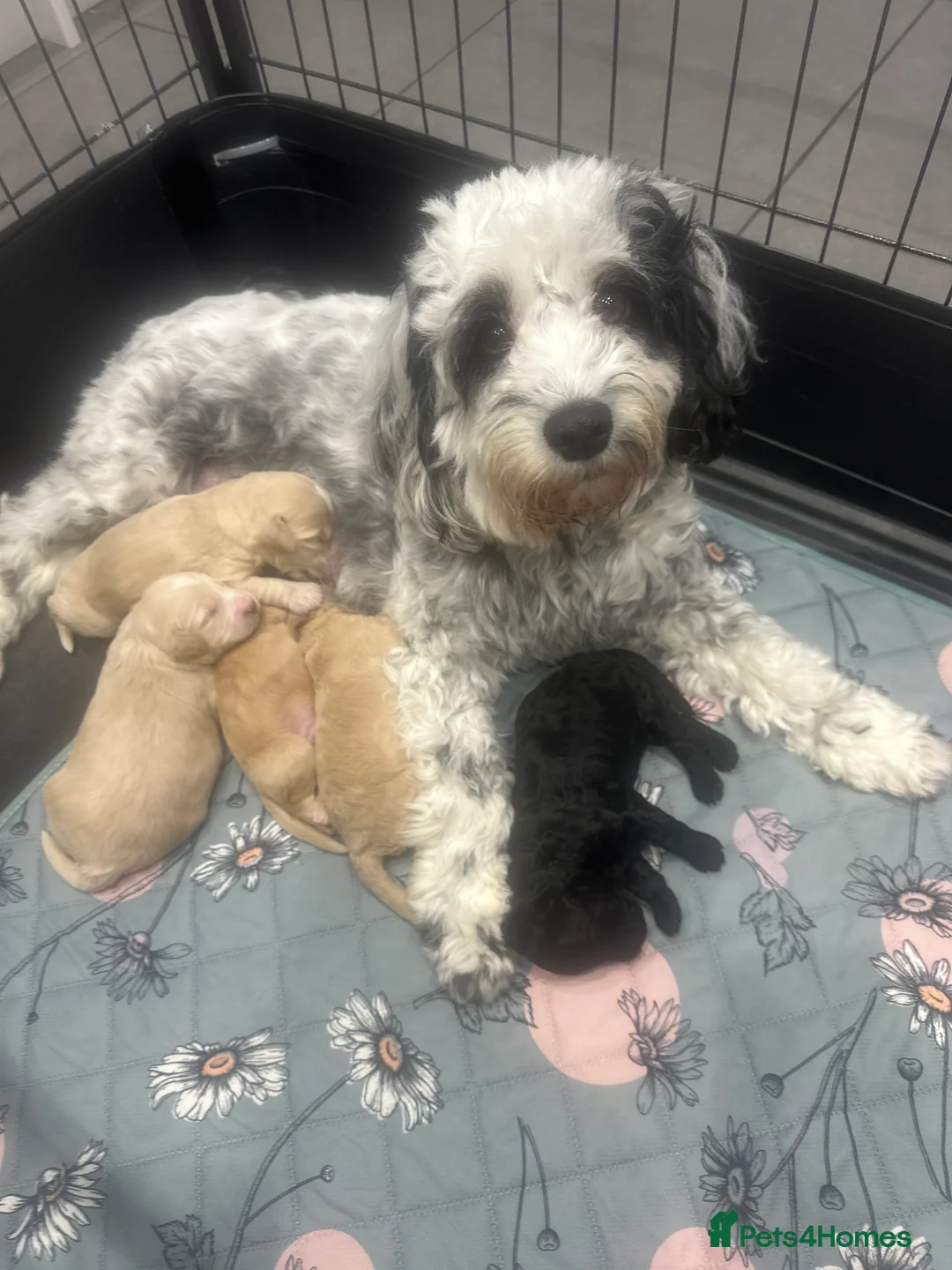 Cockapoo dogs for sale: F2 Cockapoo  - Advert 1