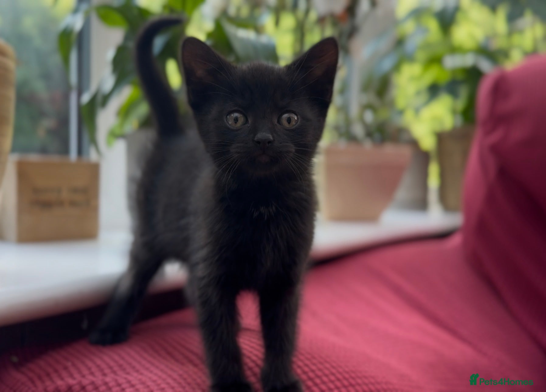 Mixed Breed cats Stunning Sheba female kitten - Advert 3