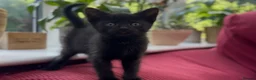 Mixed Breed cats for sale: Stunning Sheba female kitten - Advert 9