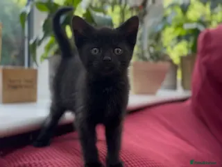 Mixed Breed cats Stunning Sheba female kitten - Advert 2