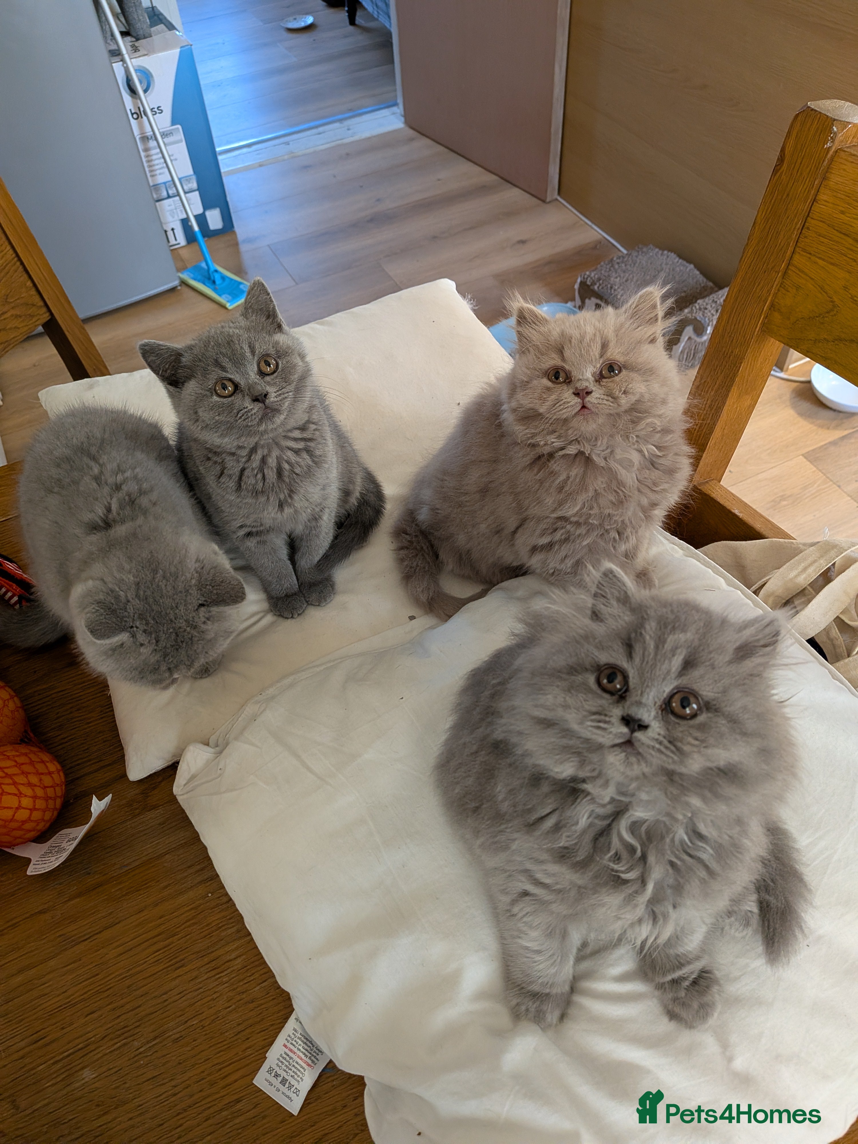 British Shorthair cats Beautiful British Shorthair kittens GCCF reg - Advert 9