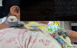 Budgerigars birds for sale: Fully tamed 4 budgies with Cage, accessories,food - Image 22