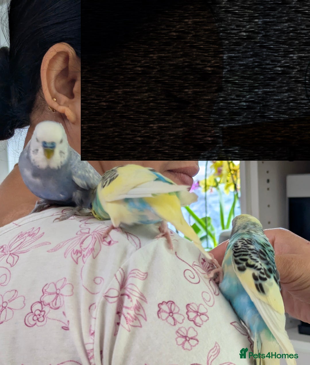 Budgerigars birds for sale: Fully tamed 4 budgies with Cage, accessories,food - Image 22