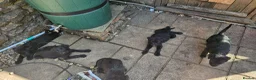 Mixed Breed dogs for sale: Belgian Malinois X Poodles  in King's Lynn - Advert 14