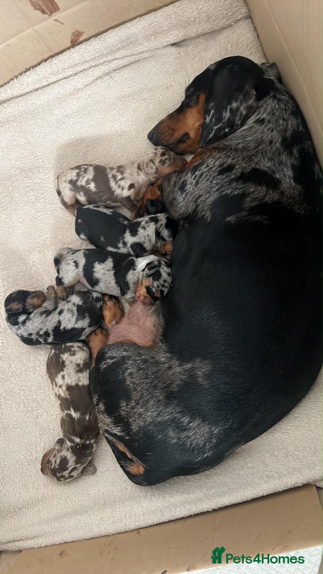 Miniature Dachshund dogs Beautiful dapple pups  - Advert 2