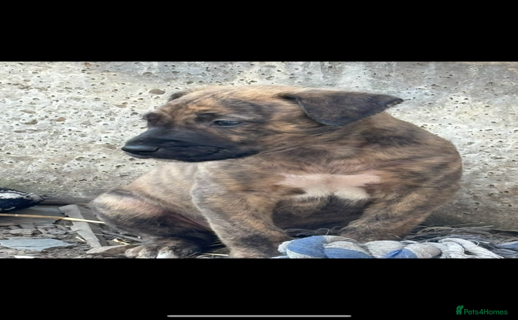 Lurcher dogs - Advert 8