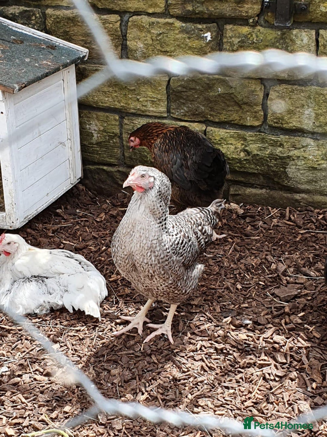 Chickens poultry for sale: Chickens for sale  - Advert 6