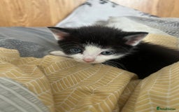 Mixed Breed cats for sale: Adorable 5-Week-Old Kittens Ready for Loving Home  - Image 16