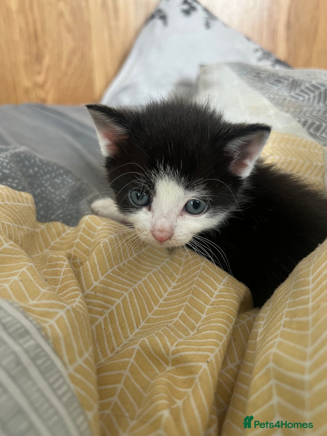 Mixed Breed cats for sale: Adorable 5-Week-Old Kittens Ready for Loving Home  - Image 16