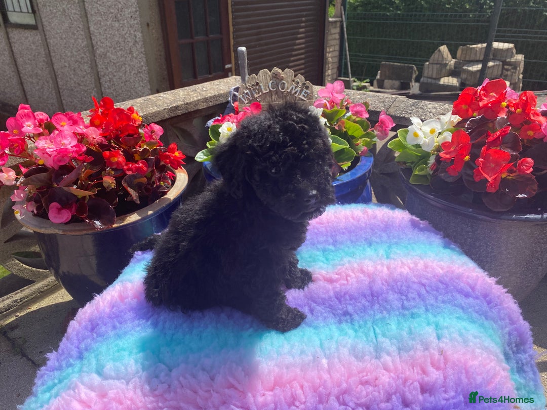 Cavapoo dogs for sale: 1 girl left 💕 f1b cavapoos ready now 🏡 - Image 9